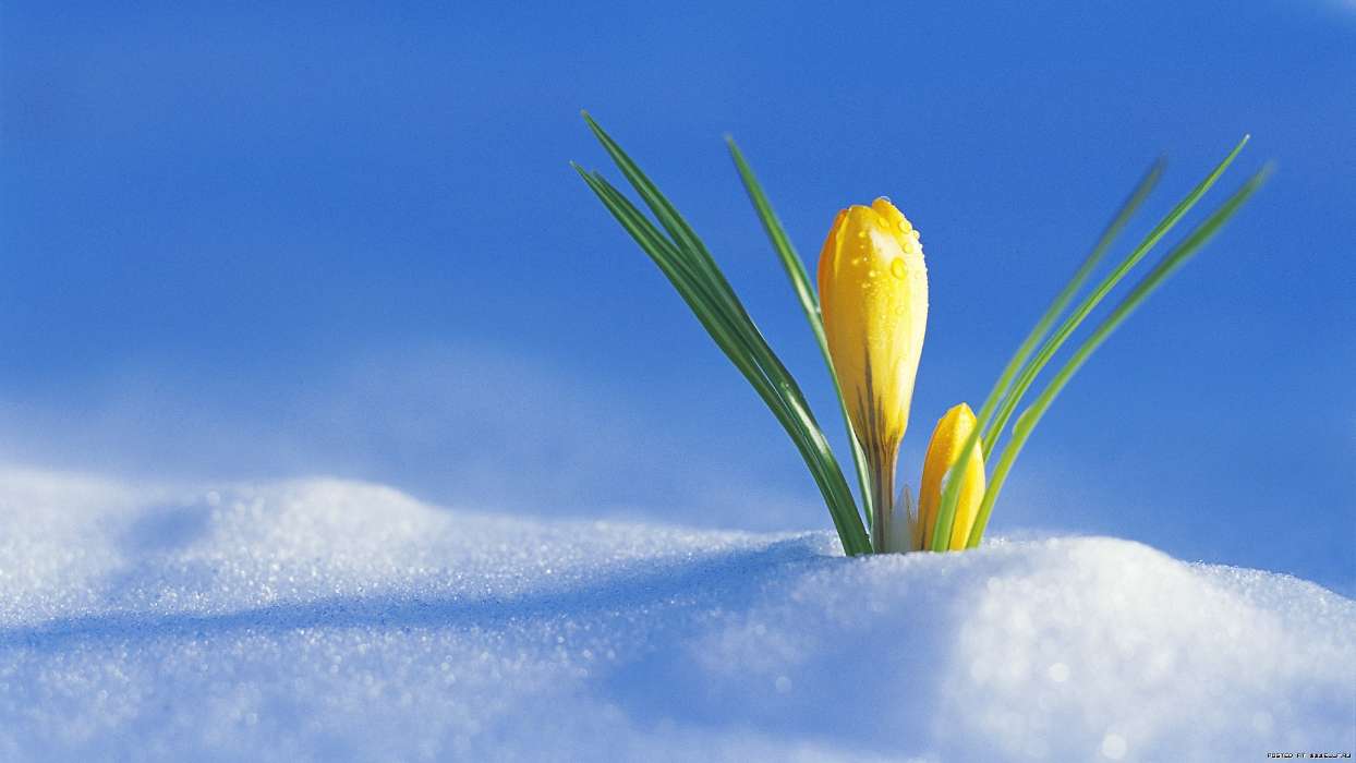Frühling