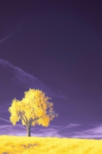 baum der Wünsche Fortbildung Baum der Wünsche Fortbildung