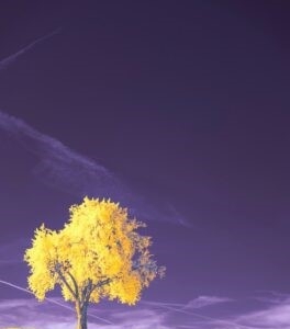 Baum der Wünsche Fortbildung