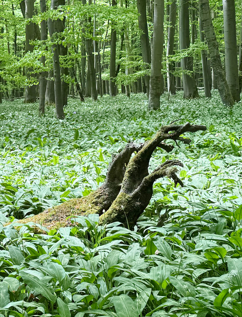Schwellengang in der Natur