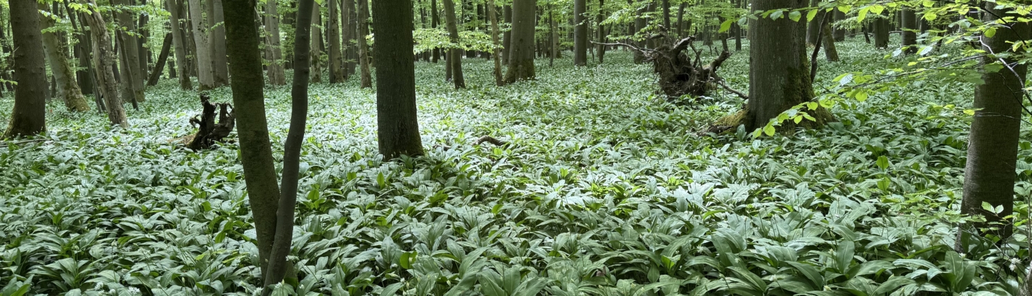 wald_banner